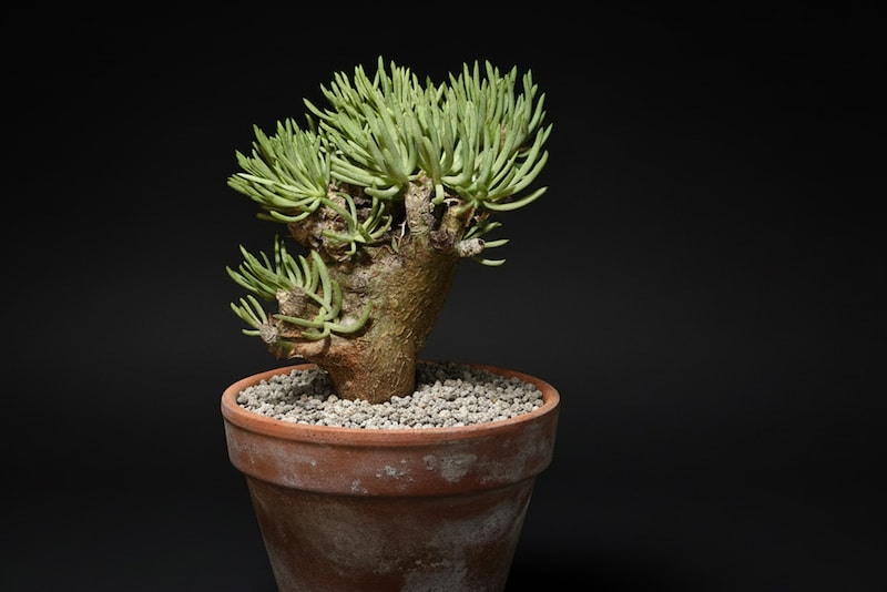 チレコドン・ペアルソニー