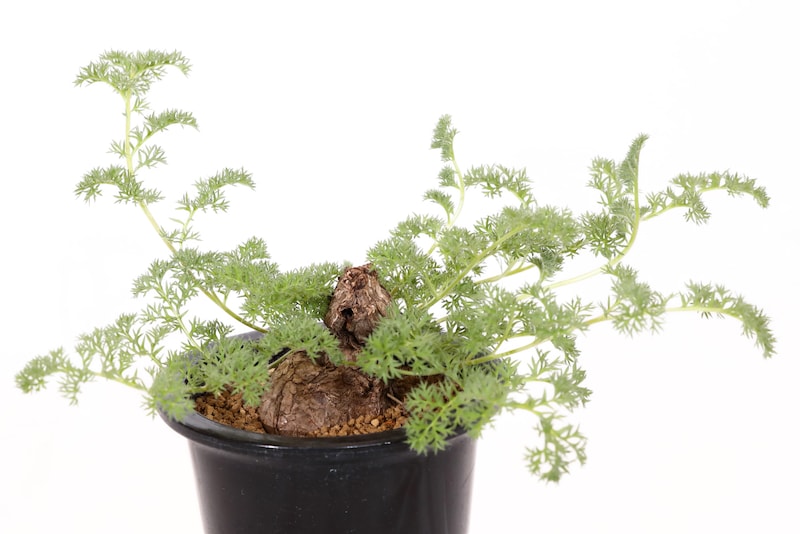 ペラルゴニウム・トリステ