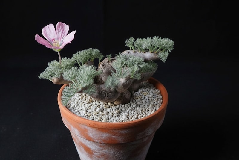 モンソニア・ムルチフィダ