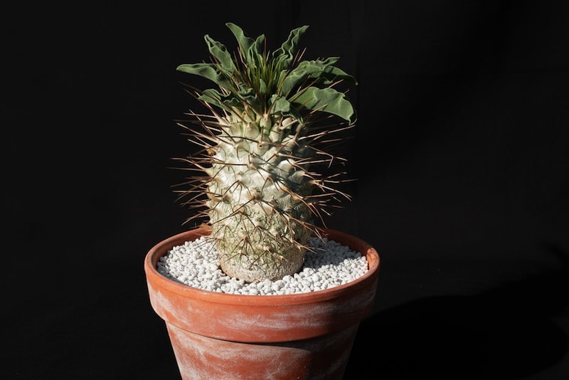 パキポディウム・光堂