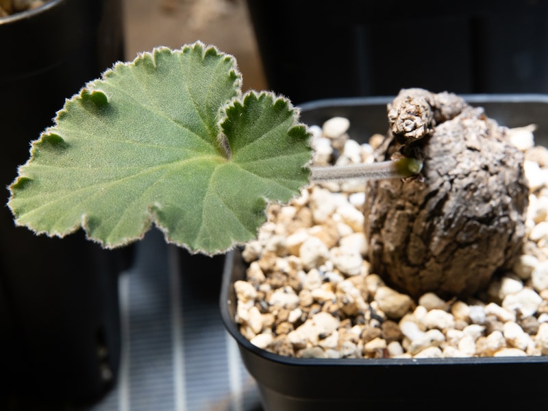 ペラルゴニウム・ロバツム