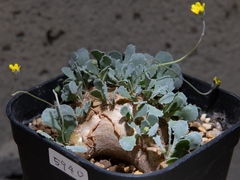 オトンナ・カカリオイデス