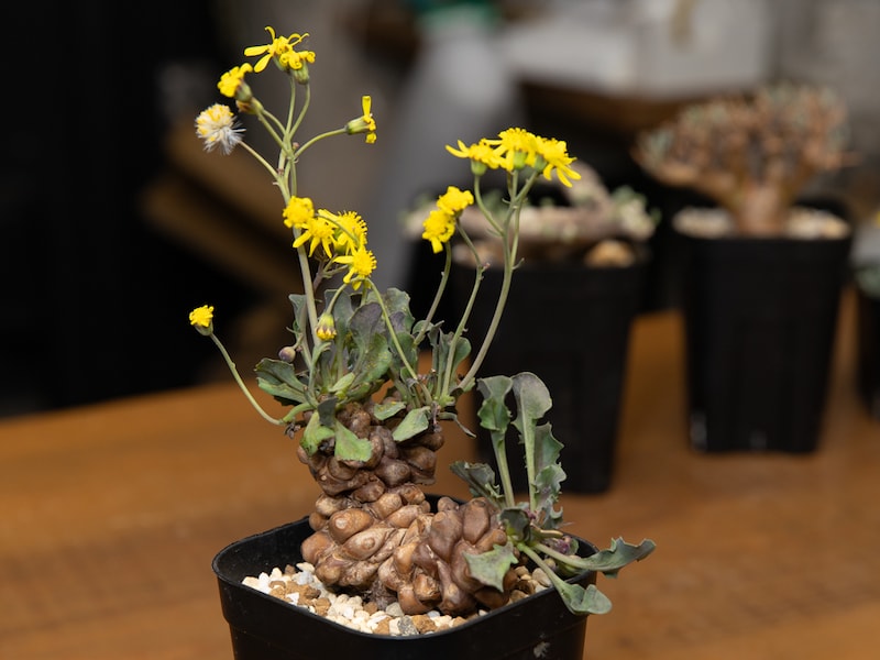 オトンナ・へレー