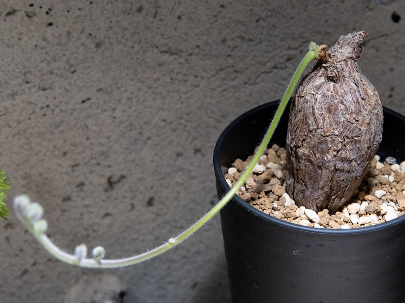 ペラルゴニウム・トリステ