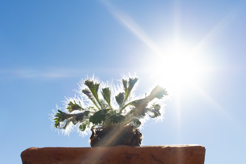 ペラルゴニウム・ロバツム