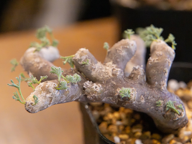 モンソニア・ムルチフィダ