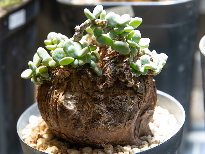 ケラリア・ピグマエア