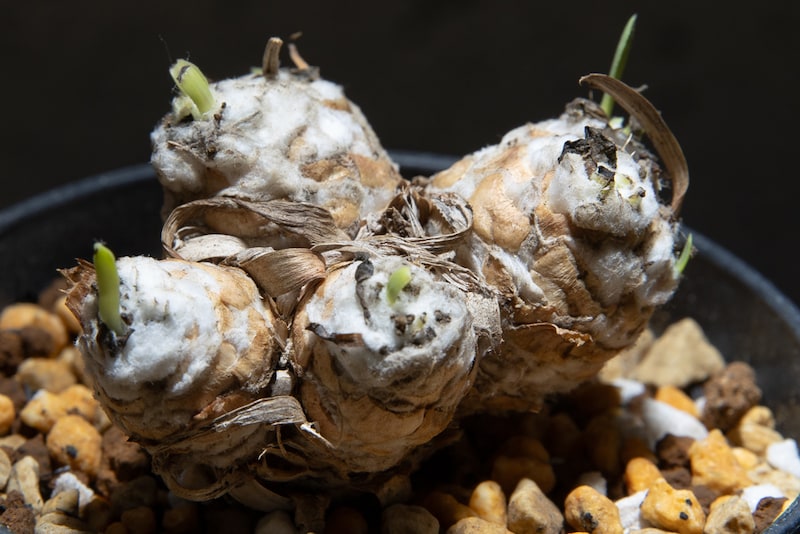 オトンナ・レトロルサ