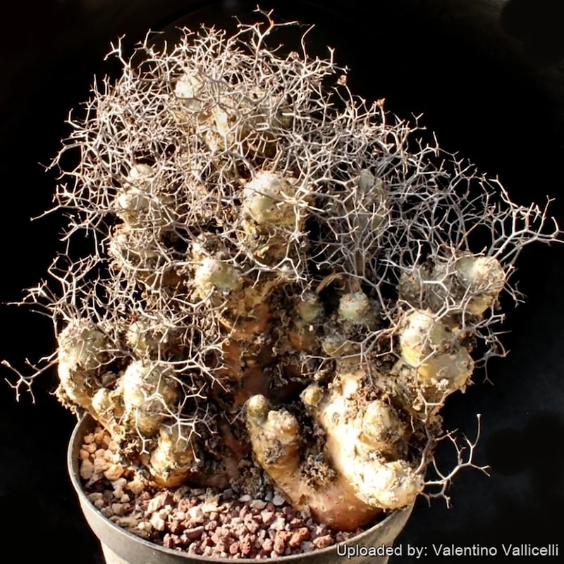 チレコドンのすごいやつ