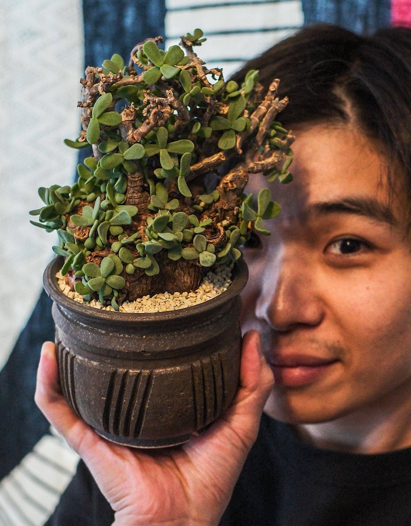岩男海史とケラリアピグマエア