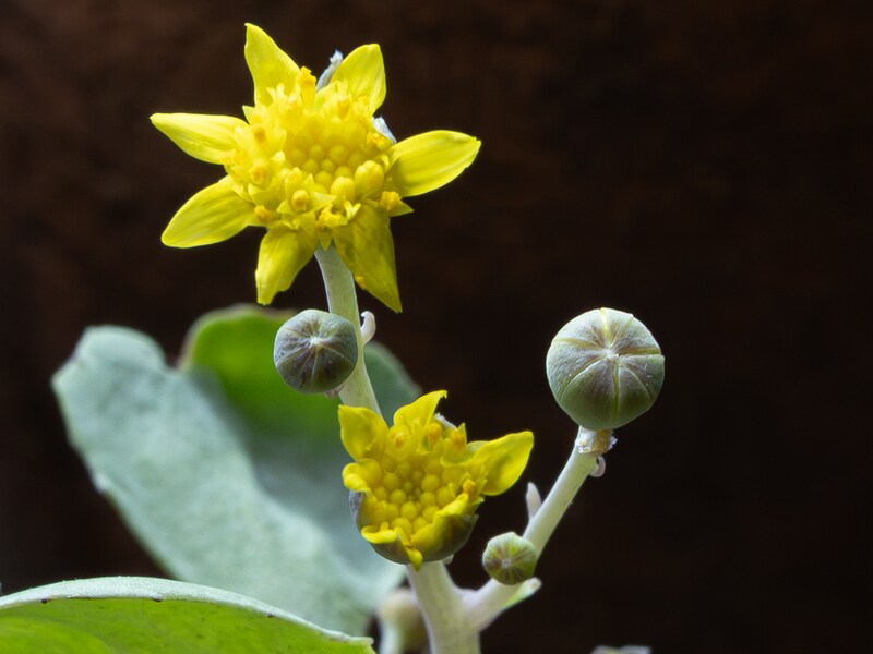 オトンナへレーの花のアップ