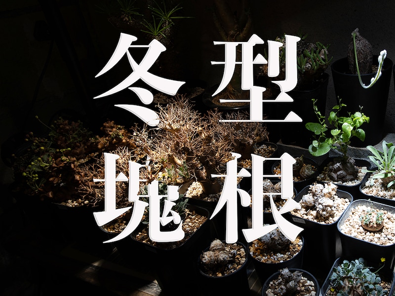 冬に輝く塊根植物｜冬型コーデックスの魅力と代表種、育て方をプロが徹底ガイド！