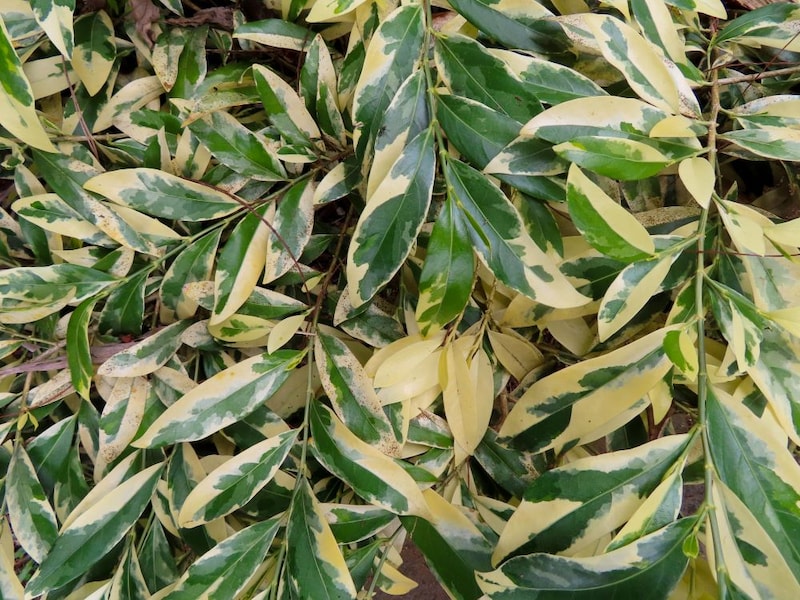 斑入りのサカキ