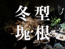 冬に輝く塊根植物｜冬型コーデックスの魅力と代表種、育て方をプロが徹底ガイド！