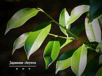 「サカキは庭に植えてはいけない」は誤解だった⁉ 縁起がよいとされる理由と正しい育て方