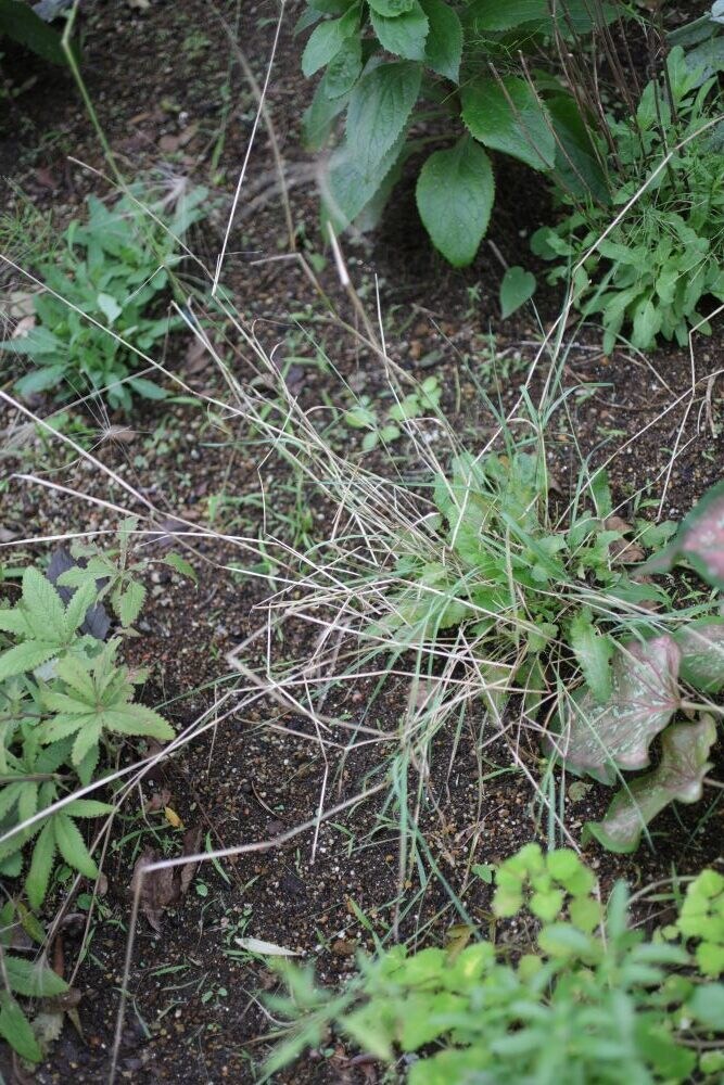 冬のサルビア・ネモローサ