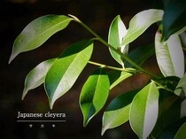 「サカキは庭に植えてはいけない」は誤解だった⁉ 縁起がよいとされる理由と正しい育て方