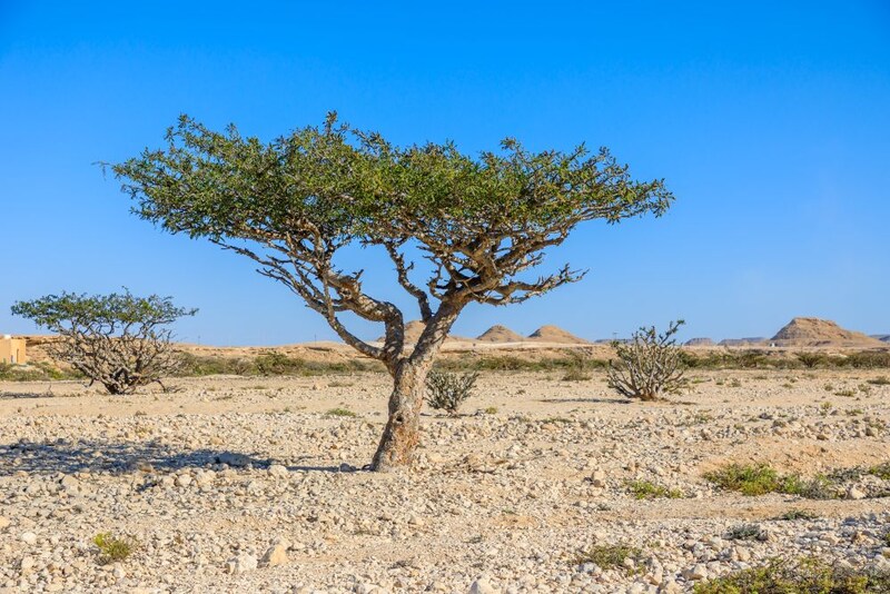 フランキンセンス