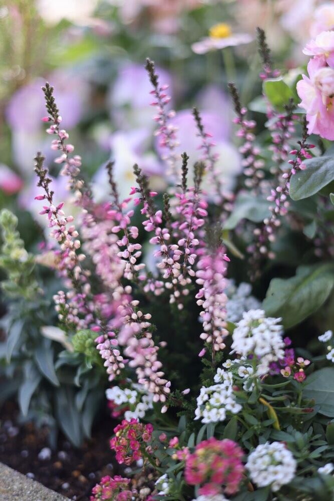 冬の寄せ植え
