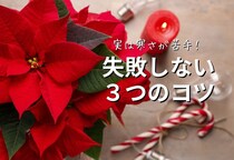 クリスマス後が肝心！ポインセチアを枯らさないために“今すぐチェックしたい”3つのこと