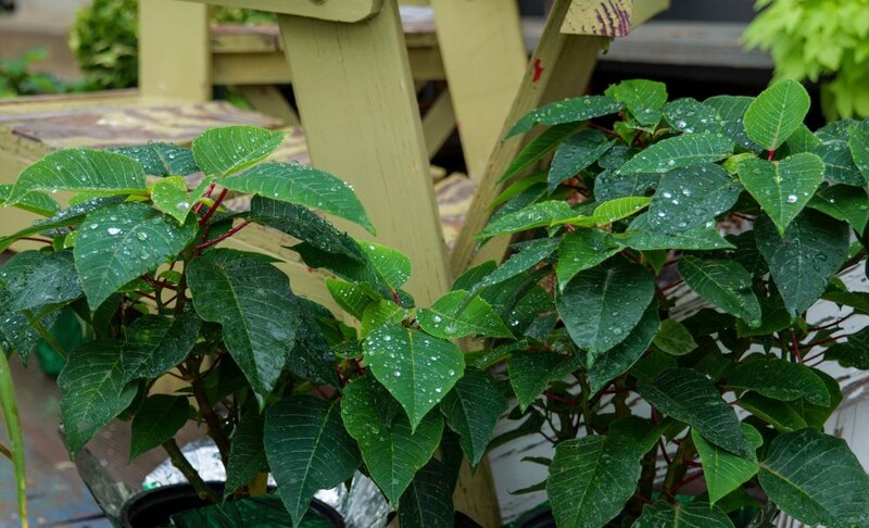夏のポインセチア