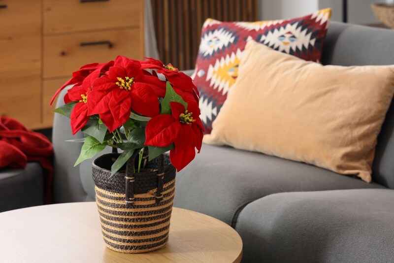 ポインセチア
