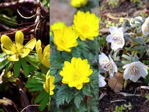 お正月に欠かせない花の3択クイズ！ 元旦草の別名もあるフクジュソウ（福寿草）は次のうちどれ？【Let’s Try! 植物クイズ】Vol.28