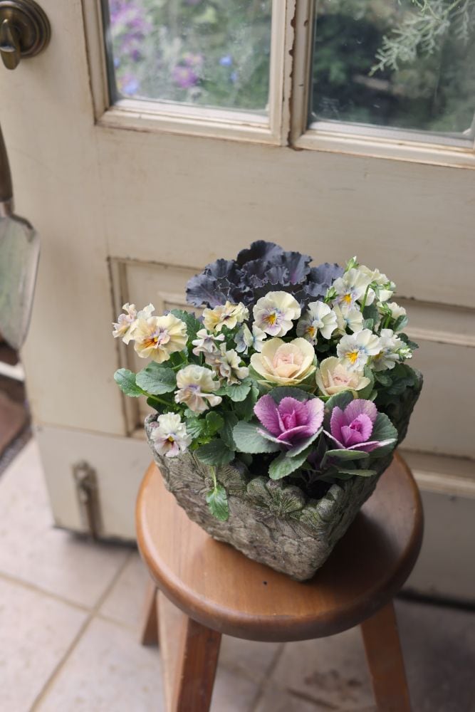 ハボタンの寄せ植え