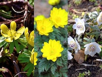 お正月に欠かせない花の3択クイズ！ 元旦草の別名もあるフクジュソウ（福寿草）は次のうちどれ？【Let’s Try! 植物クイズ】Vol.28