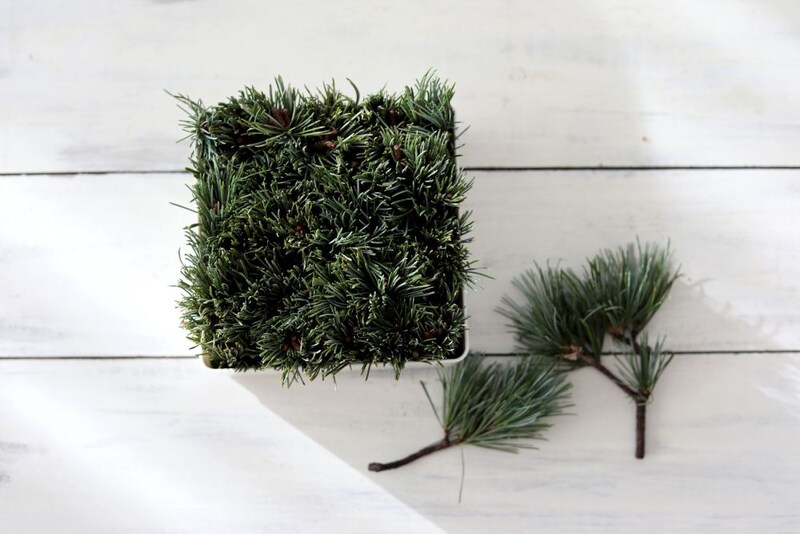 ゴヨウマツを挿す