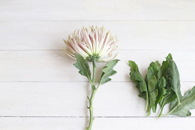 キクの葉を取る