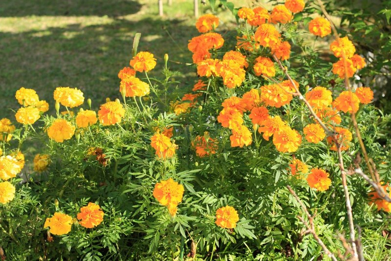 マリーゴールド