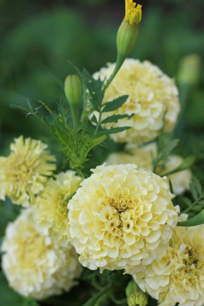 白花のアフリカンマリーゴールド‘バニラ’