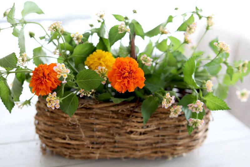 マリーゴールドを入れる