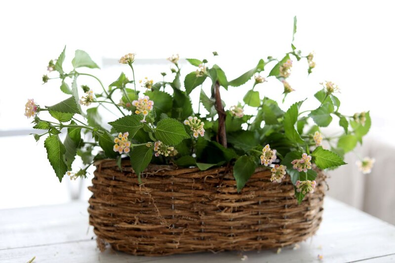 ランタナを入れる