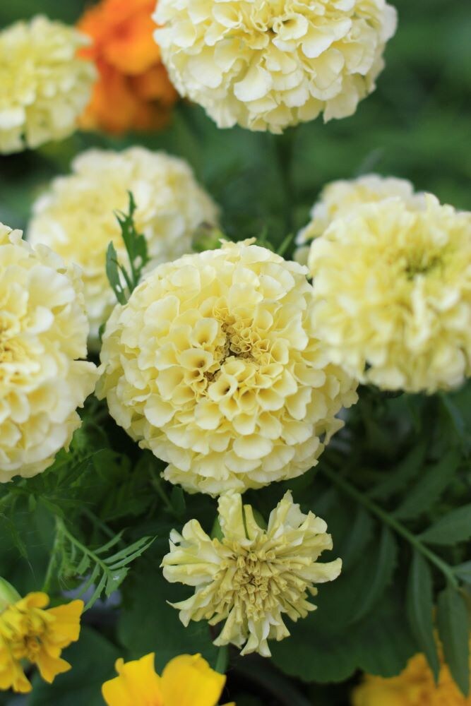 マリーゴールド