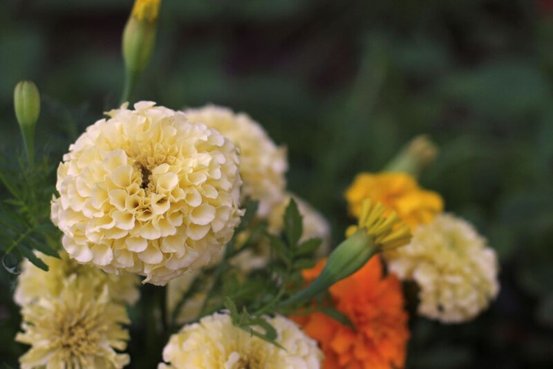 マリーゴールド