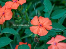 フシグロセンノウの育て方｜茶花として人気の山野草を美しく咲かせるコツを解説！