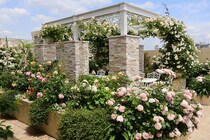 水やり・誘引・品種選びがカギ！ 屋上テラスでのバラ栽培1年半で分かった「失敗しない」管理術