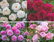 秋のバラ苗予約スタート！ 夏バテバラの回復におすすめのプロ推奨資材＆作業ポイントも詳しく解説