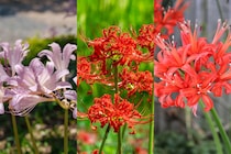 身近な季節の花3択クイズ！ ヒガンバナは次のうちどれ？【Let’s Challenge! 植物クイズ】Vol.15