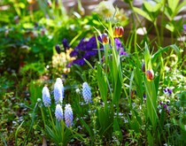 秋は“仕込み”が9割。今買って、10月以降に植える春の球根7選