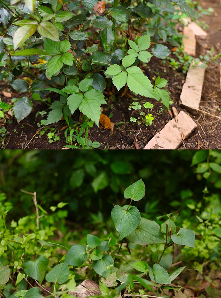 雑草として扱われる植物も、矢澤さんから見たら美味しい食材に。（上：ヤブガラシ、下：ドクダミ）
