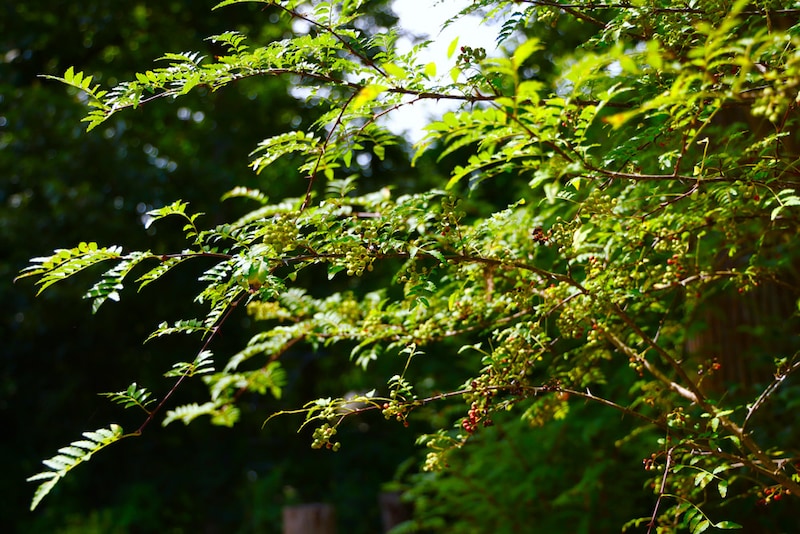 サンショウは実が食べられるのはもちろん、“自然農薬”として活躍してくれると矢澤さん。