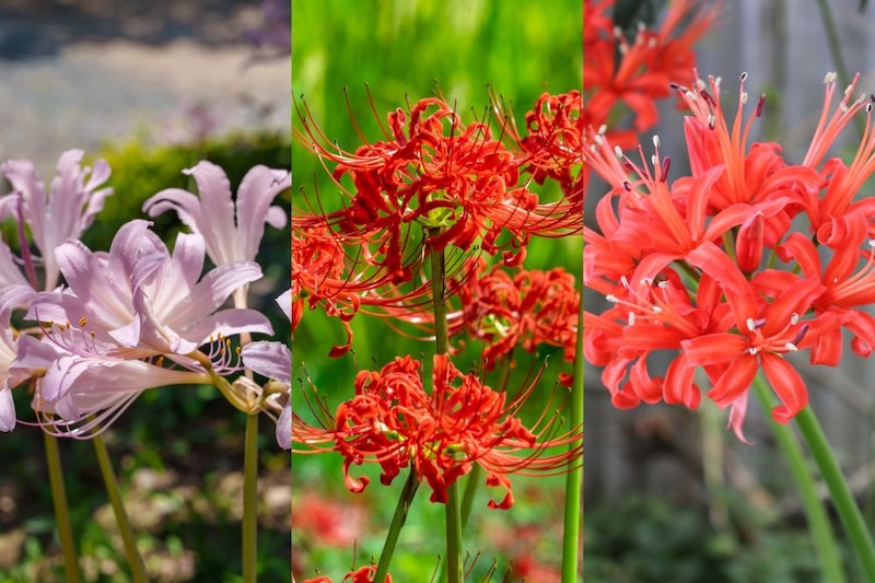 身近な季節の花3択クイズ！ ヒガンバナは次のうちどれ？【Let’s Challenge! 植物クイズ】Vol.15