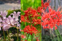 身近な季節の花3択クイズ！ ヒガンバナは次のうちどれ？【Let’s Challenge! 植物クイズ】Vol.15