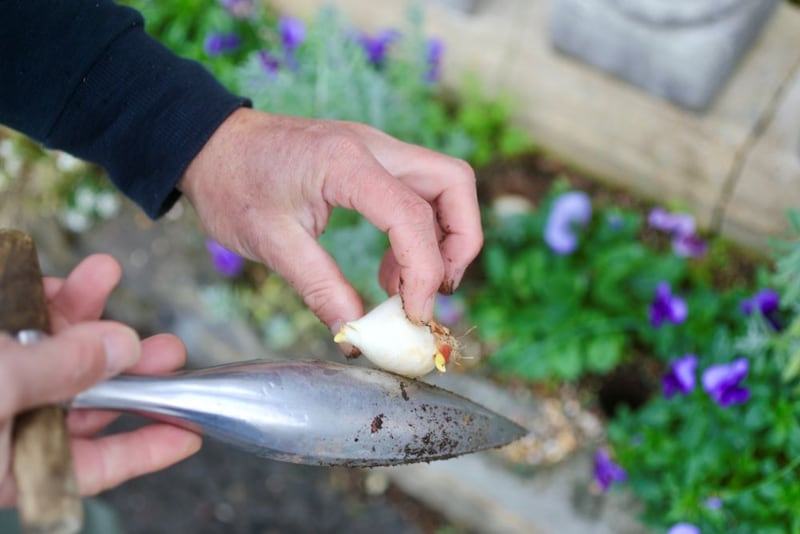 球根用の穴掘りツール