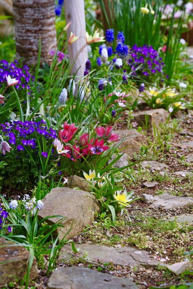 原種系チューリップ