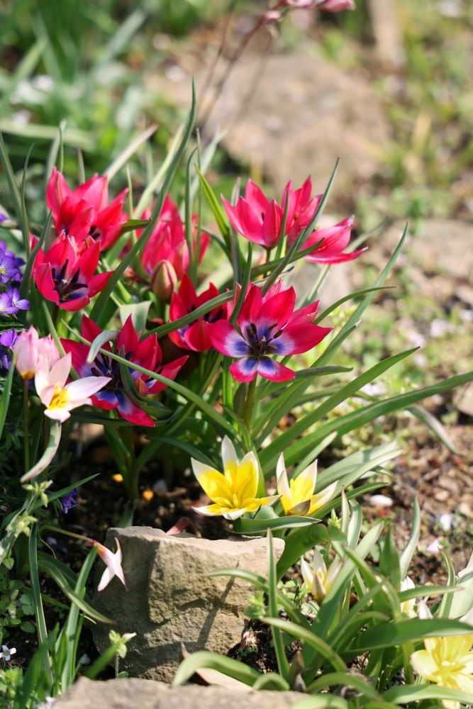 原種チューリップ