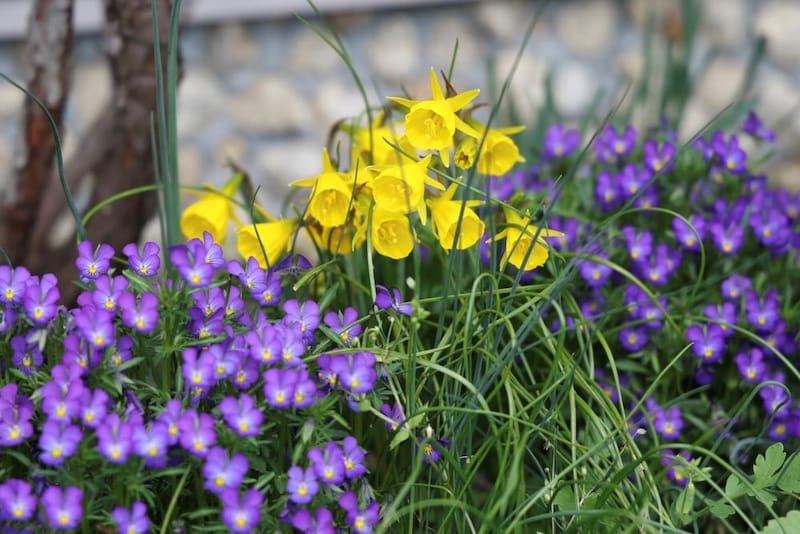 小型原種スイセン・バルボコディウム